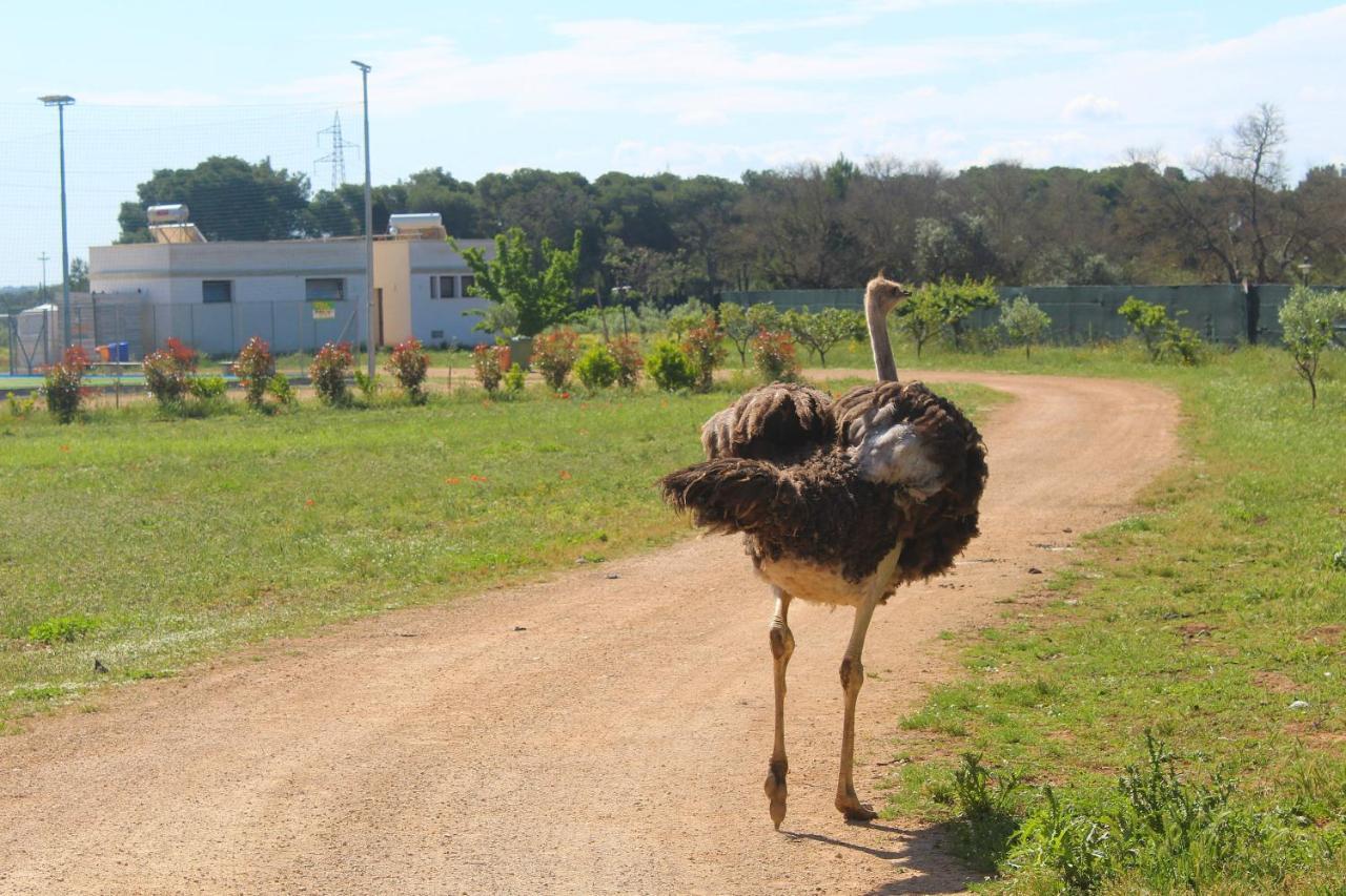 Tenuta Ferraro Gallipoli Kültér fotó