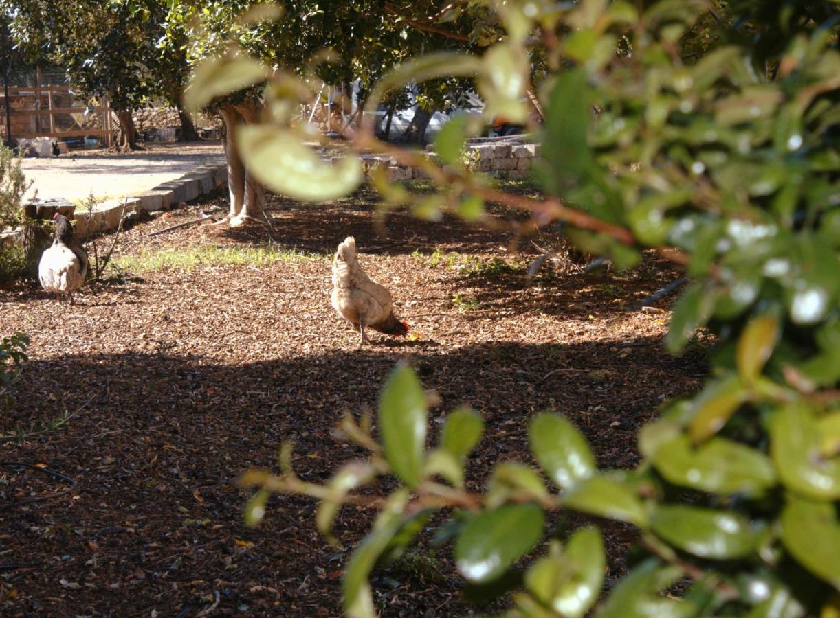 Tenuta Ferraro Gallipoli Kültér fotó